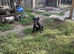 Patterdale terrier bitch