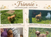 Trinnie is a loving small red poodle