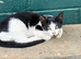 Beautiful boy kitten