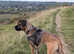 Stud ,, cane corsos ,Looking for love