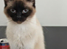 Chocolate colour point ragdoll female