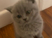 British shorthair kittens for sale