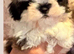 A gorgeous little baby looking for there forever Home