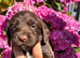 Working sprocker puppies