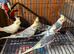 Cockatiels