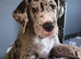 Quality KC Great dane puppy
