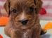 Extensively health tested F1 cavapoos