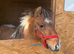 Super registered mini Shetland gelding