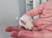 Baby Siamese mice for sale 6wls old
