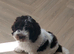 Chocolate and White Cockapoo Boy