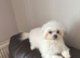Korean Maltese x Asian poodle
