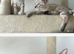 Snow bengal kittens one boy and one girl