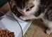 Looking for a forever home