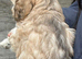 F1 cockapoo puppies