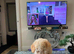 Asian extra Mini maltipoo ready to go(1 boy left