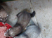 Mixture of ferrets