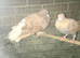 Fantail
