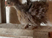 Mixs bantam cockelers