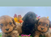 Toy cavapoo puppies