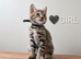 Gorgeous Pedigree TICA Registered Bengal Kittens | Health Tested Parents