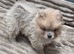 *READY* (1 LEFT) KC CHOW CHOW PUPPIES, BARGAIN