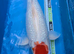 Koi carp