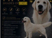 Dark golden to light boys out of elite pedigree!