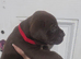 American bulldog pups ready for their forever home