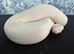 Ball Pythons For Sale £50each!