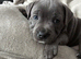 Stunning Blue Staffordshire bull terrier boy kc registered