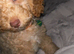 Benny
