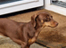 Nellie 9 month miniature dachshund