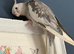 Male cockatiel 3yo