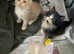 Kittens