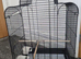 Baby conure with new cage