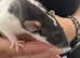 Beautiful baby rats 3 girls and 6 boys available