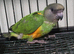 For Sale: Senegal Parrot