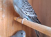 Blackface split budgies