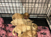Beautiful Golden Cockapoo Puppies