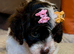 LAST ONE!!! Stunning Curly Toy Cavapoo from health tested parents READY NOW!!