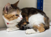 Cat 2 yr beautiful female