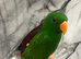 Ready Now Baby Handreared Super Tame Eclectus Parrot,18