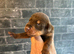 Dobermans