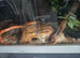 Corn snake