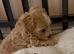 F1 Maltipoo Puppies Extensively DNA Lab Tested Parents