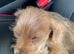 Yorkshire terrier shitzu