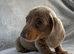 Miniature dachshund