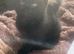 Two female black kittens