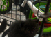 3 kittens for sale