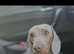 Miniature dachshund puppies